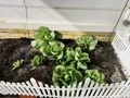 Hàng rào nhựa có chân cắm trang trí sân vườn phong cách Châu Âu - Ảnh 11