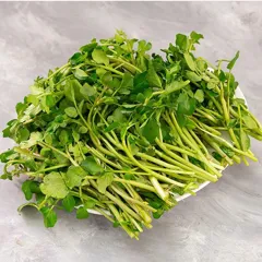 Hạt giống rau mầm cải xoong