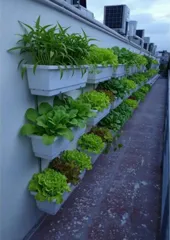 Kệ đứng trồng rau inox 3 tầng ốp tường