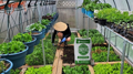 Phân trùn quế Đặng Gia Trang 10kg - Phân trùn SFarm - Ảnh 5