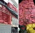 Xơ dừa  trồng cây - Xơ dừa trồng dưa lưới - Ảnh 1