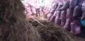 Xơ dừa  trồng cây - Xơ dừa trồng dưa lưới - Ảnh 2