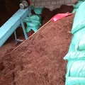 Xơ dừa  trồng cây - Xơ dừa trồng dưa lưới - Ảnh 5