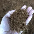 Xơ dừa  trồng cây - Xơ dừa trồng dưa lưới - Ảnh 7