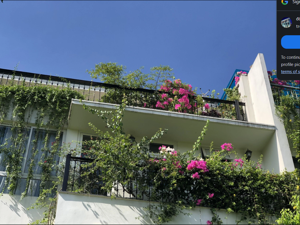 Trồng hoa giấy trồng ban công