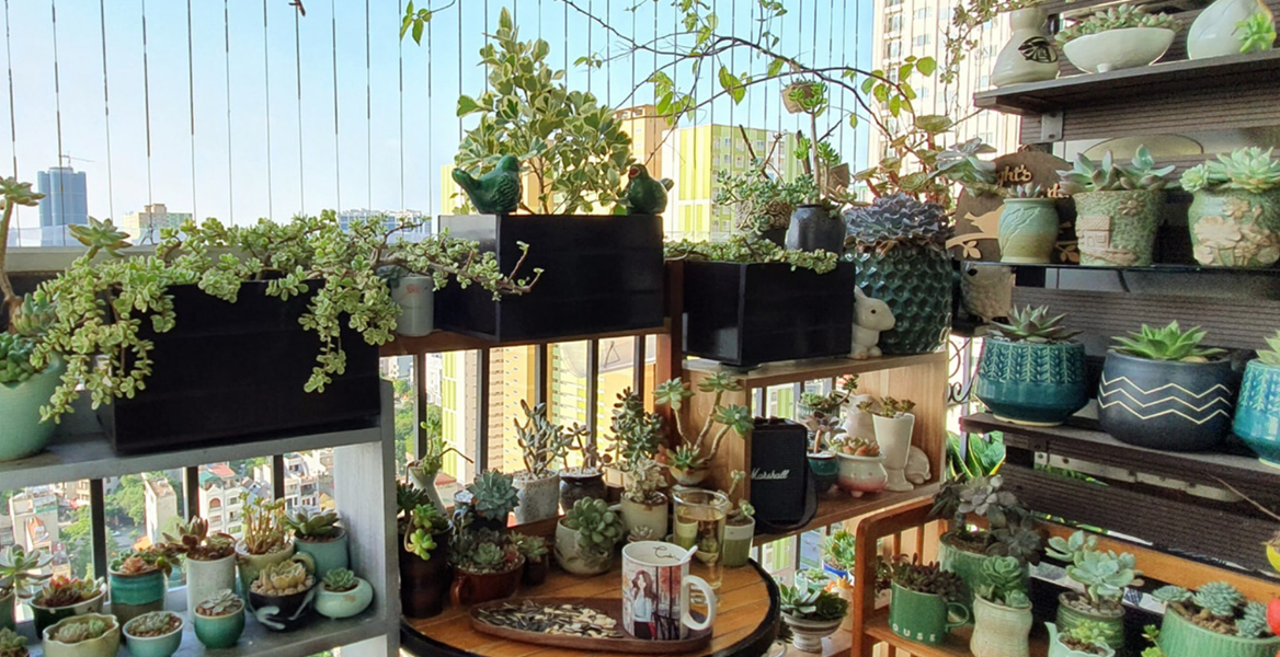 Trồng sen đá trên ban công