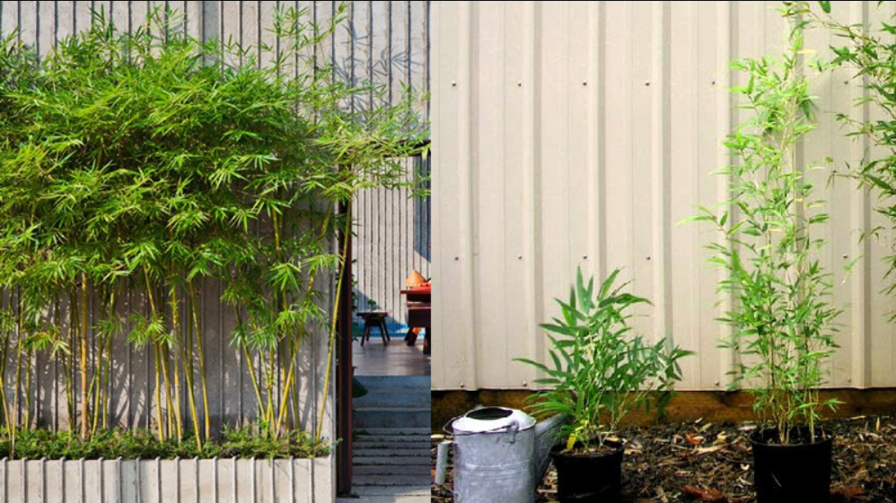 Trồng trúc quân tử trên ban công