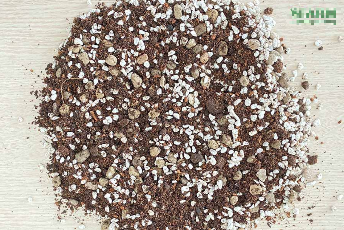 Giá thể trồng sen đá, monstera