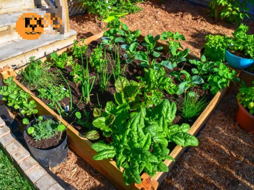 Rau sạch trồng trong thùng gỗ