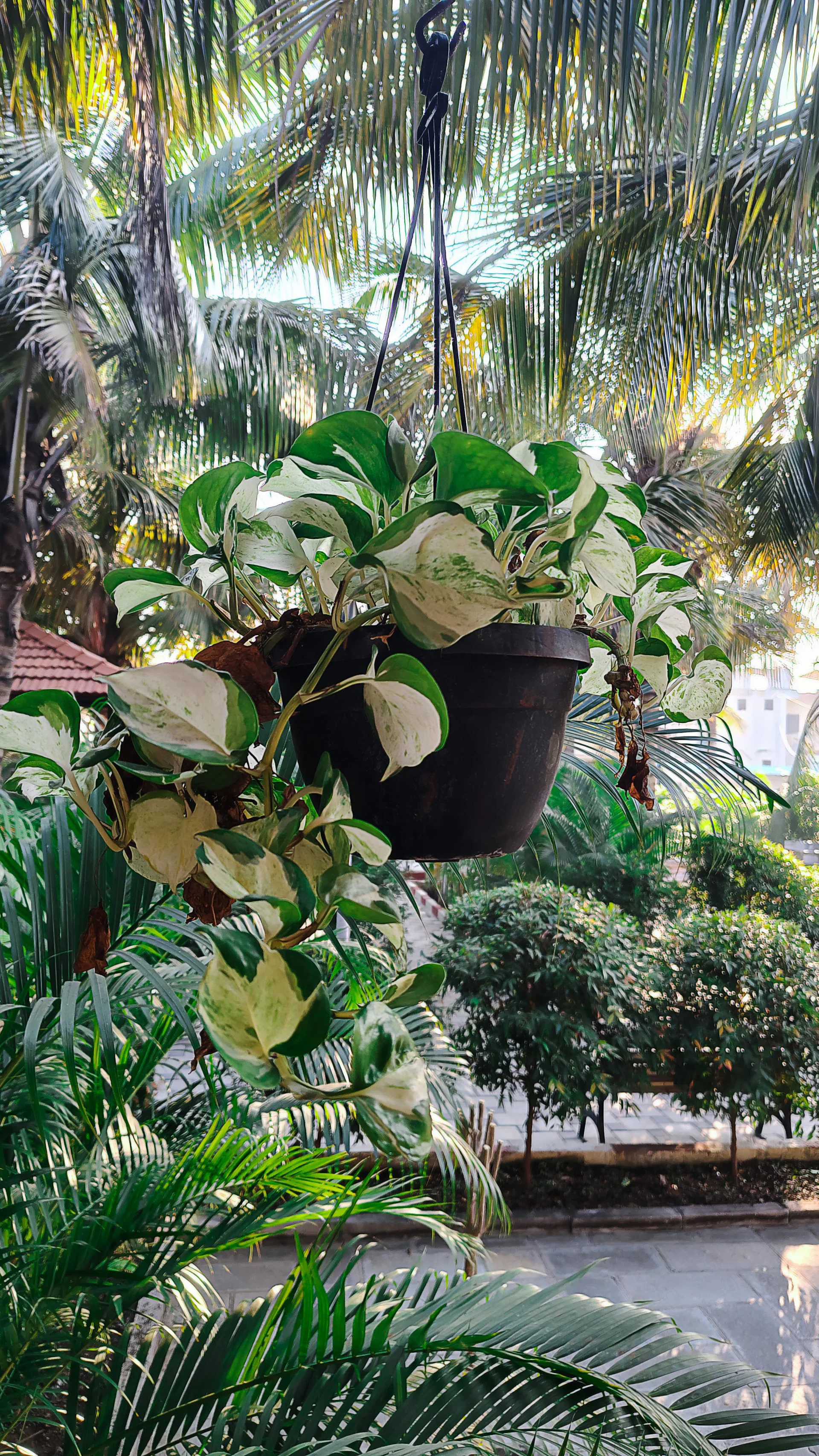 Cây trầu bà rủ
