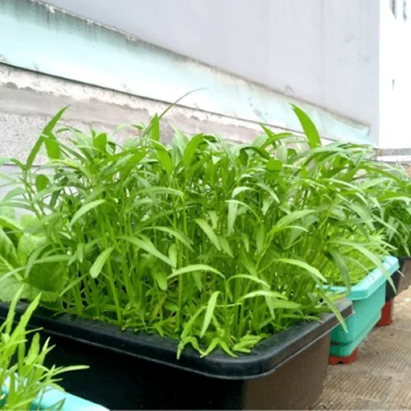 Trồng rau muống trên ban công, sân thượng