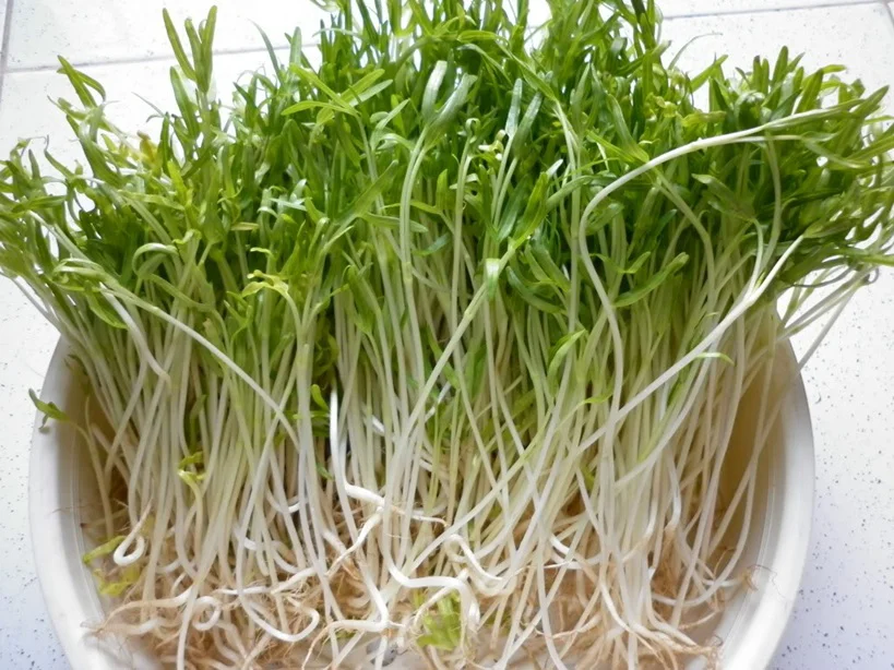 Trồng rau mầm đủ ăn cho gia đình