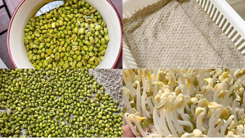 Làm giá đỗ tại nhà