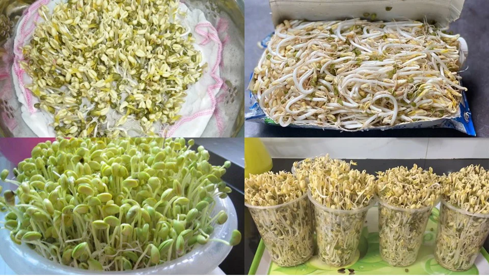 Hai cách làm giá đỗ từ đậu xanh và đậu đen - 1